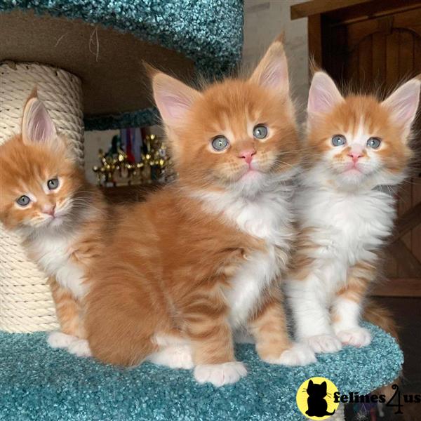 a group of maine coon maine coon kittens