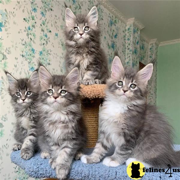 a group of maine coon maine coon kittens