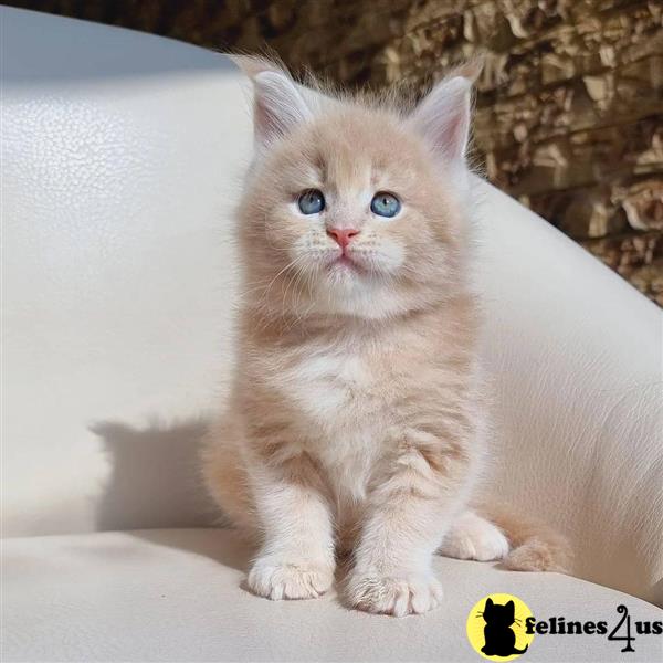 a maine coon kitten with blue eyes