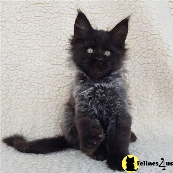 a black maine coon cat lying on its back