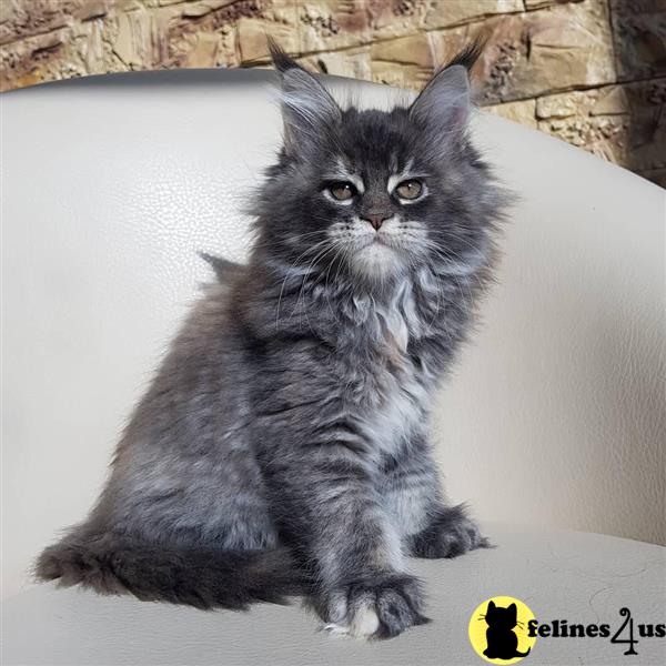 a maine coon cat sitting on a couch