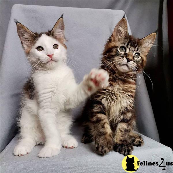 a maine coon cat and a maine coon kitten