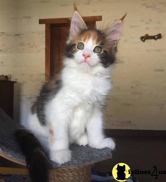 a maine coon cat sitting on a table