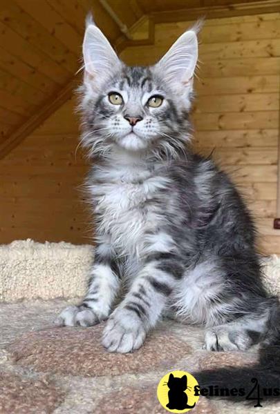 a maine coon cat sitting on a rug