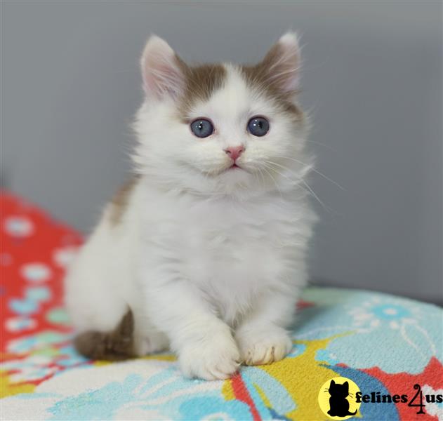 a white munchkin cat with blue eyes