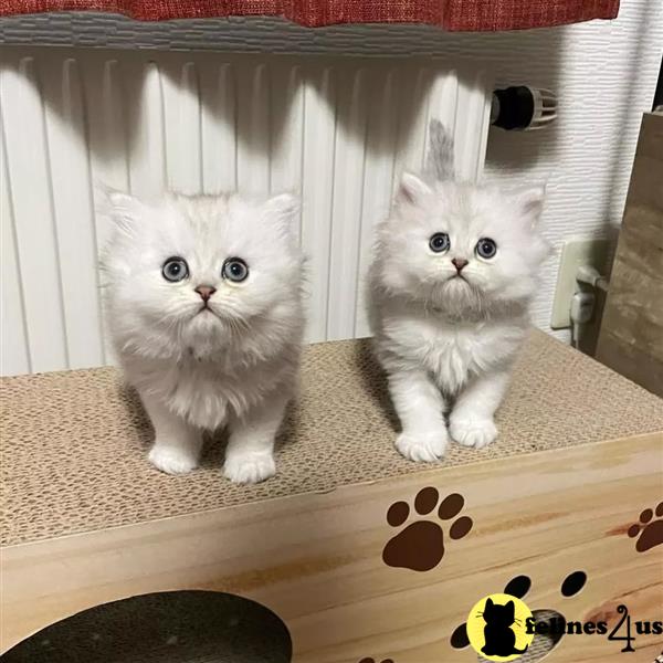 two munchkin munchkin kittens sitting on a table