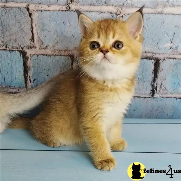 a munchkin cat standing on a ledge