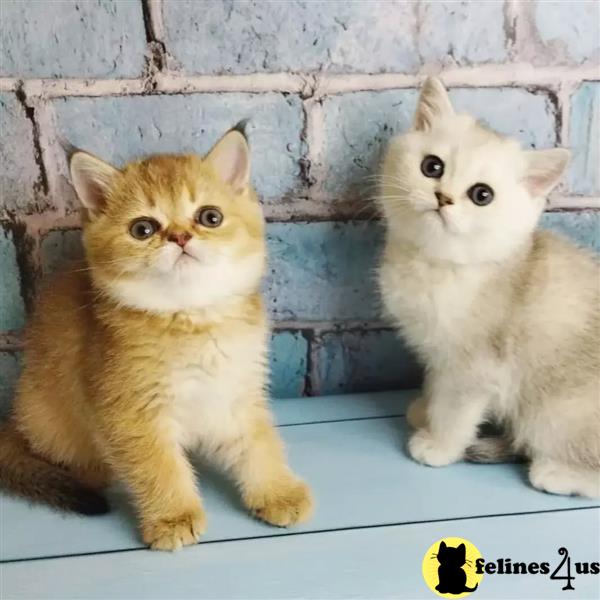 two munchkin cats sitting on a ledge