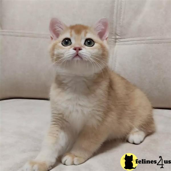 a munchkin cat sitting on a couch