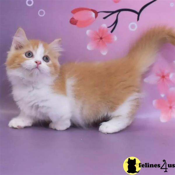 a munchkin cat with a flower pattern