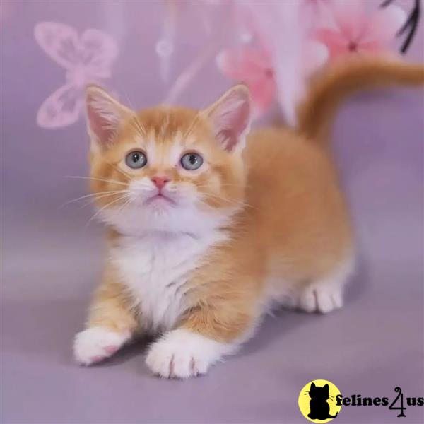 a munchkin cat with a flower on its head