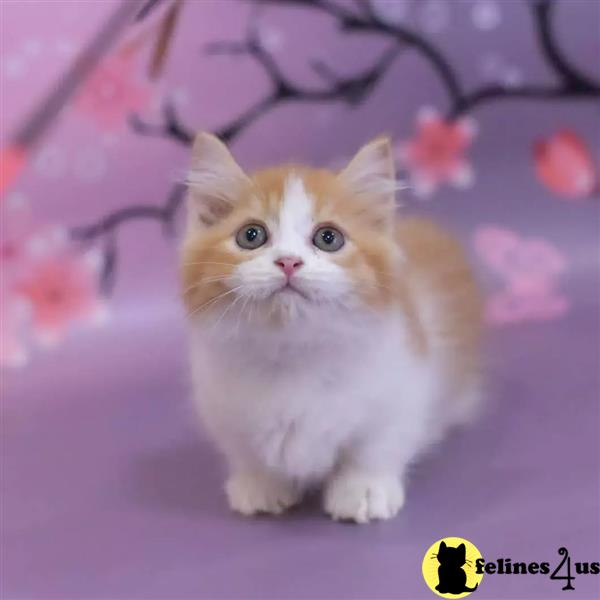 a munchkin cat sitting on a carpet