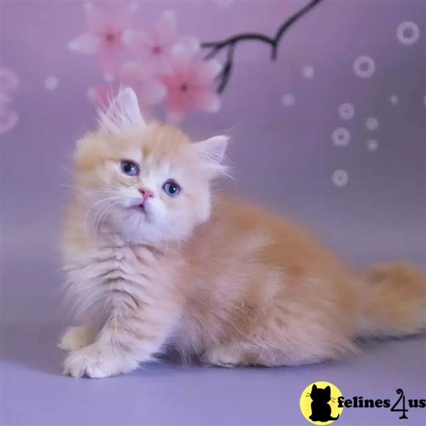 a munchkin kitten with a flower on its head