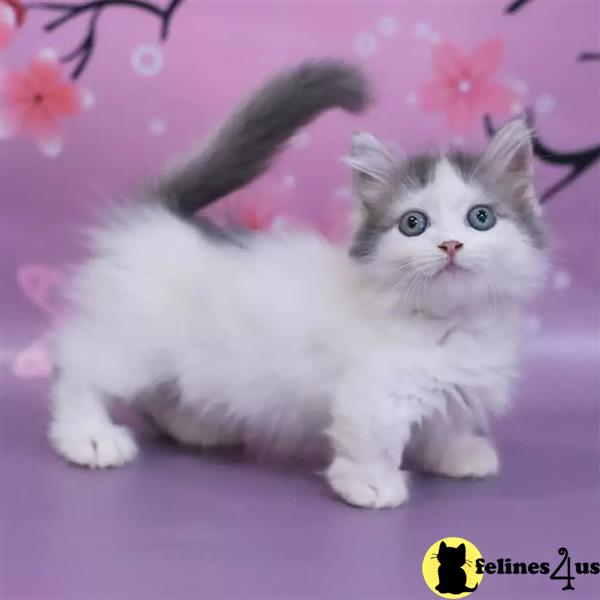 a munchkin cat with a rabbit head