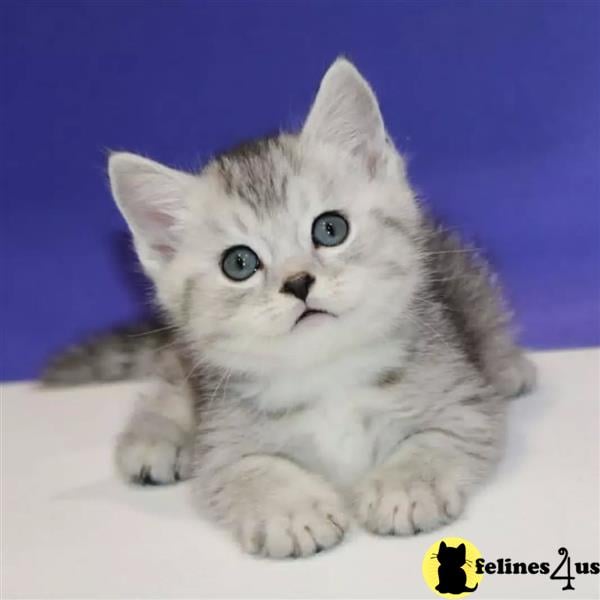 a munchkin kitten lying on a blanket