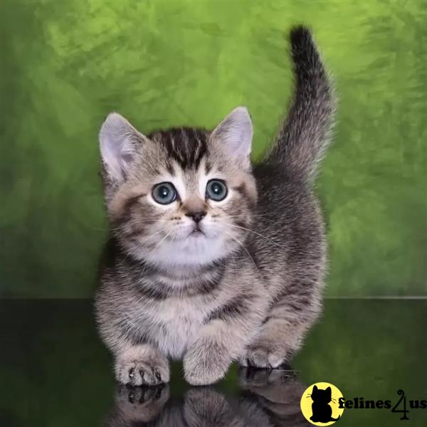 a group of british shorthair british shorthair kittens