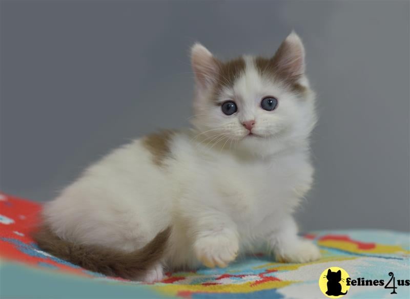 a munchkin cat standing on a ledge