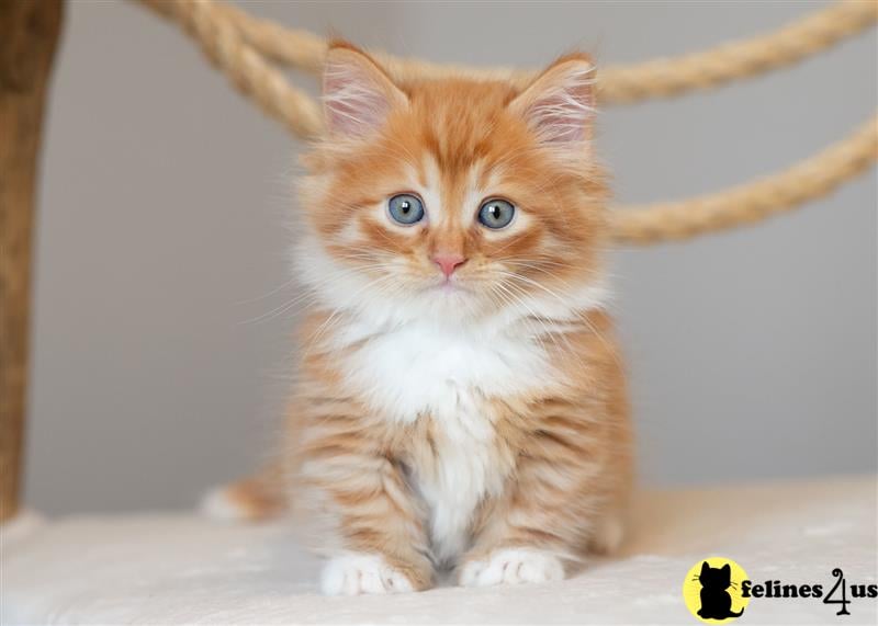 two munchkin munchkin kittens sitting on a table