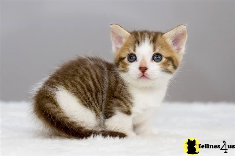 a munchkin cat sitting on a couch