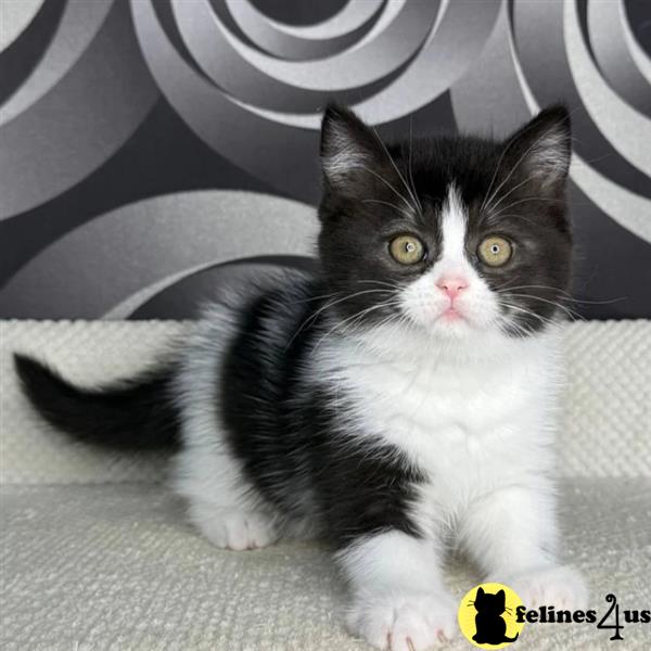 Stunning BSH kitten