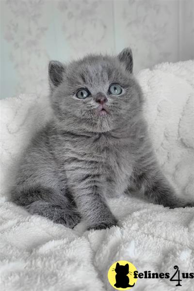 Remaining - Chunky BSH Kittens GCCF Reg