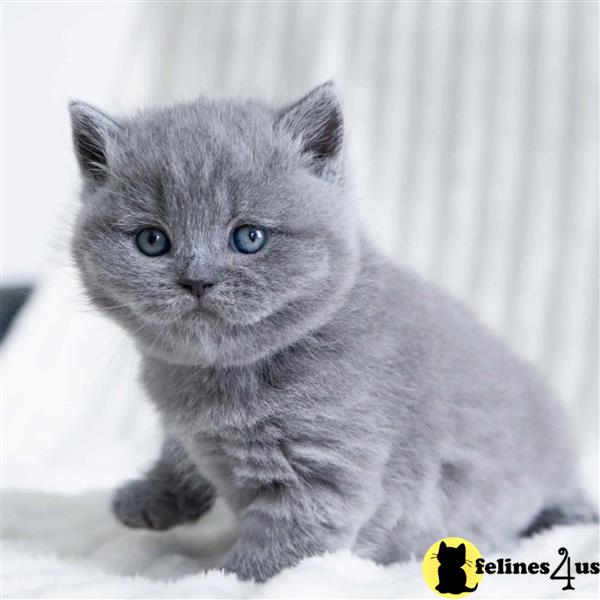 Stunning Litter Of Pure British Short Hair Kittens