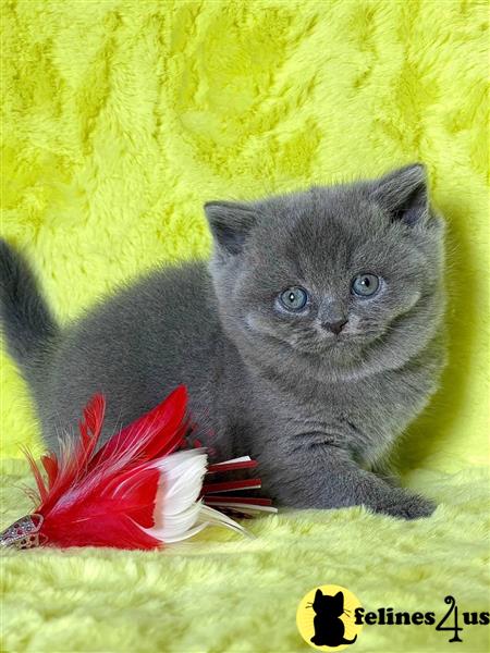 😻😻Champion Bloodlines British Shorthair Kittens