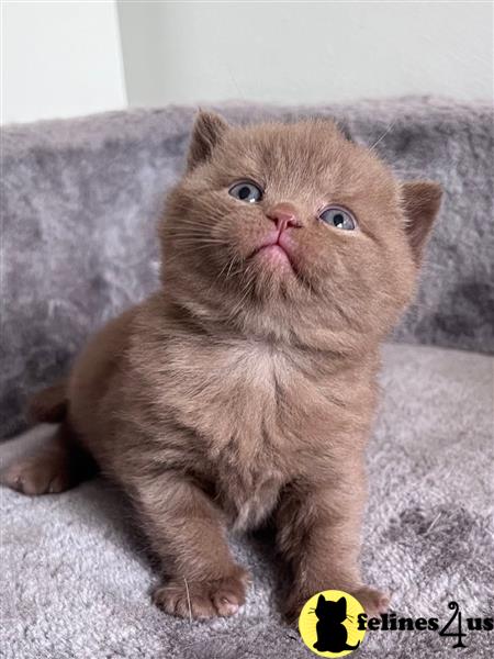 British shorthair bicolour red tabby GCCF