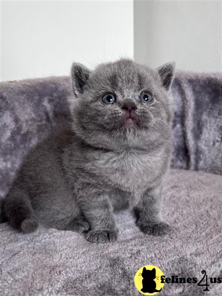 Import sired British longhair kittens. 💙 🤎