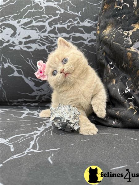 GCCF British Shorthair kittens