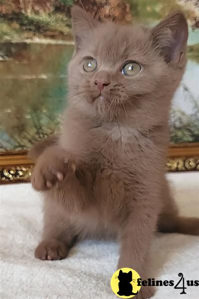 British shorthair kittens TICA REGISTERED blue.