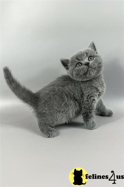 Excellent Champion British Shorthair line