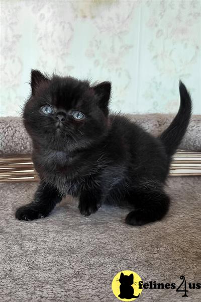 British shorthair kittens blue