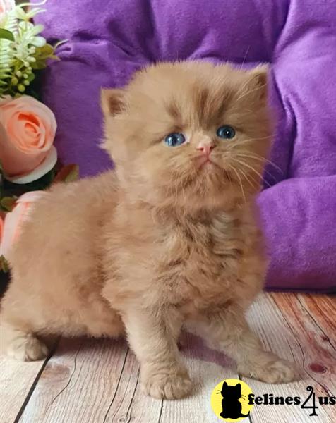 a british shorthair cat sitting on a couch