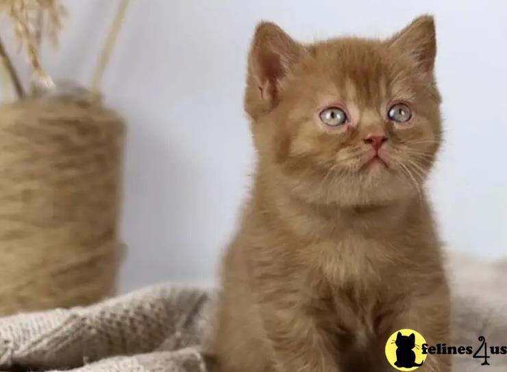 a british shorthair cat looking at the camera