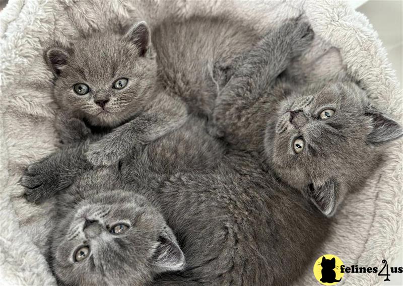 a group of british shorthair british shorthair kittens