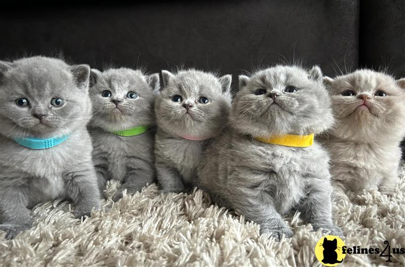 a group of white british shorthair cats