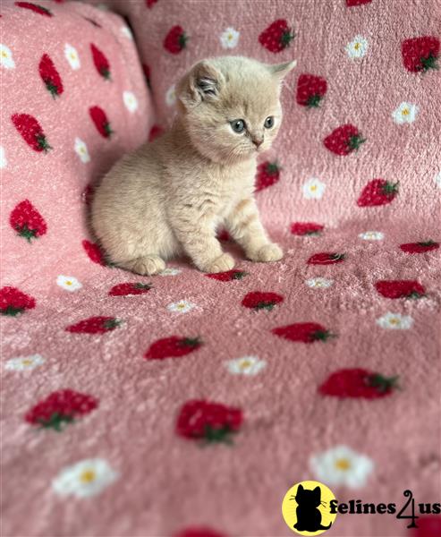 a british shorthair cat sitting on a bed