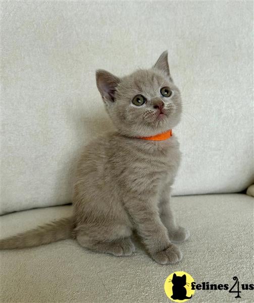 a british shorthair cat sitting on a couch