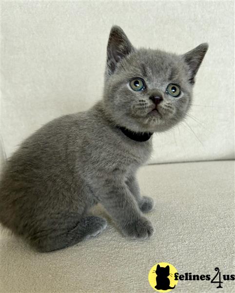 a british shorthair cat lying down