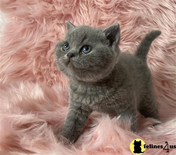 a british shorthair cat sitting on a blanket