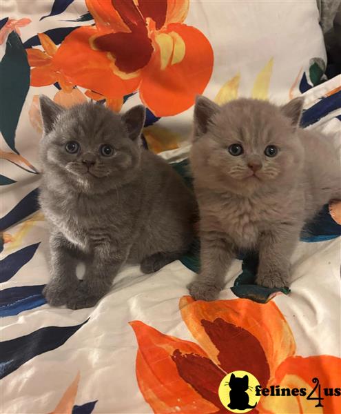 two british shorthair british shorthair kittens sitting on a blanket