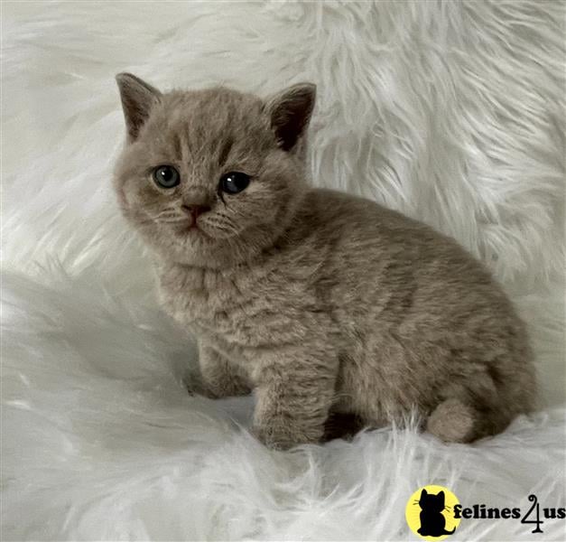 a british shorthair cat sitting on a blanket