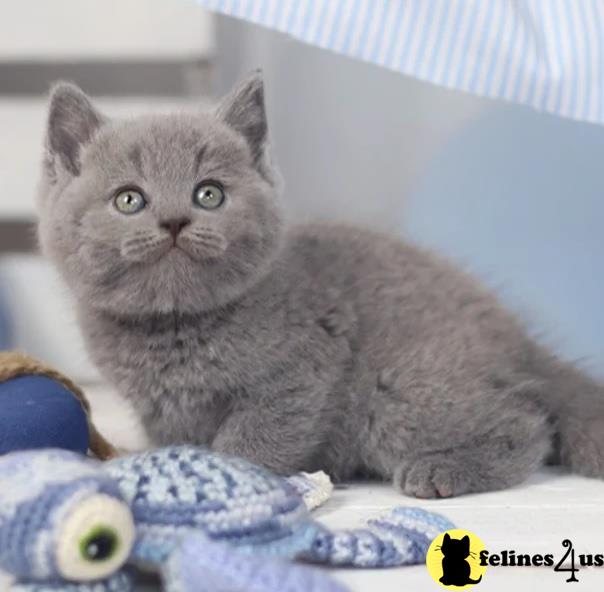 a grey british shorthair cat sitting on a blanket