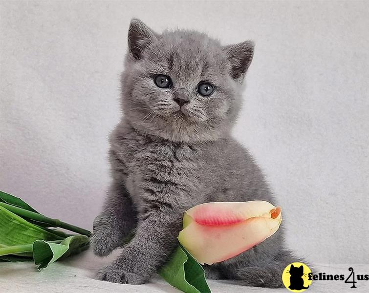 a british shorthair kitten holding a watermelon