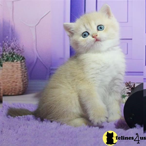 Looking for a loving home Shorthair kittens