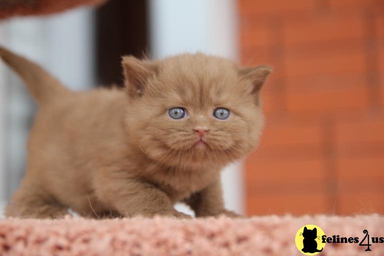 GCCF British Shorthair kittens
