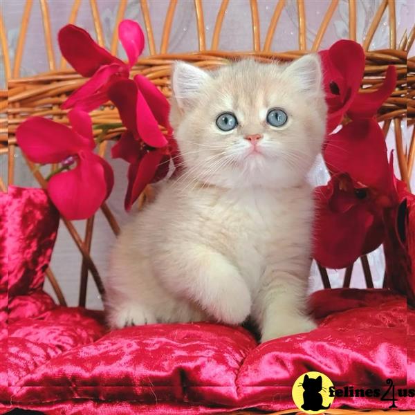British shorthair GCCF