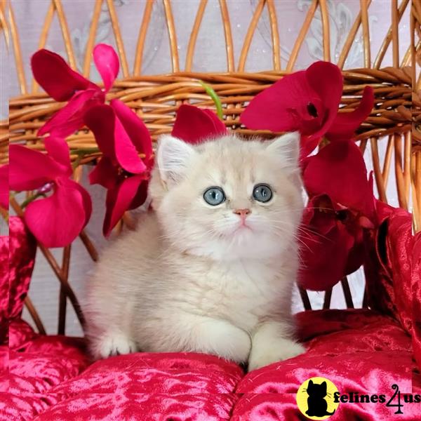 Beautiful British shorthair blue kittens