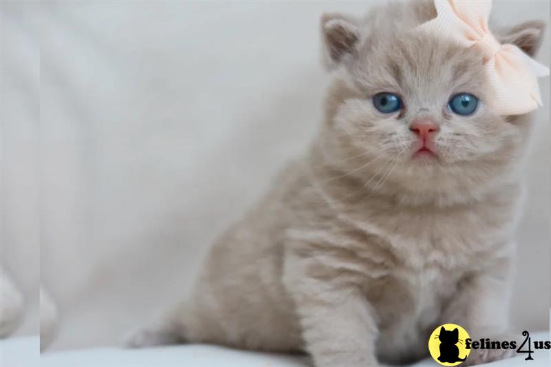 Chunky beautiful friendly and playful Shorthair kittens
